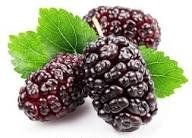 Fresh Mulberry